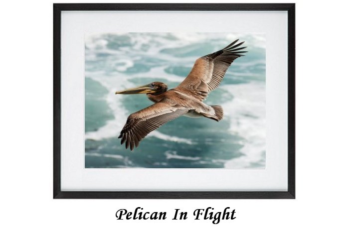 Pelican In Flight Framed Print